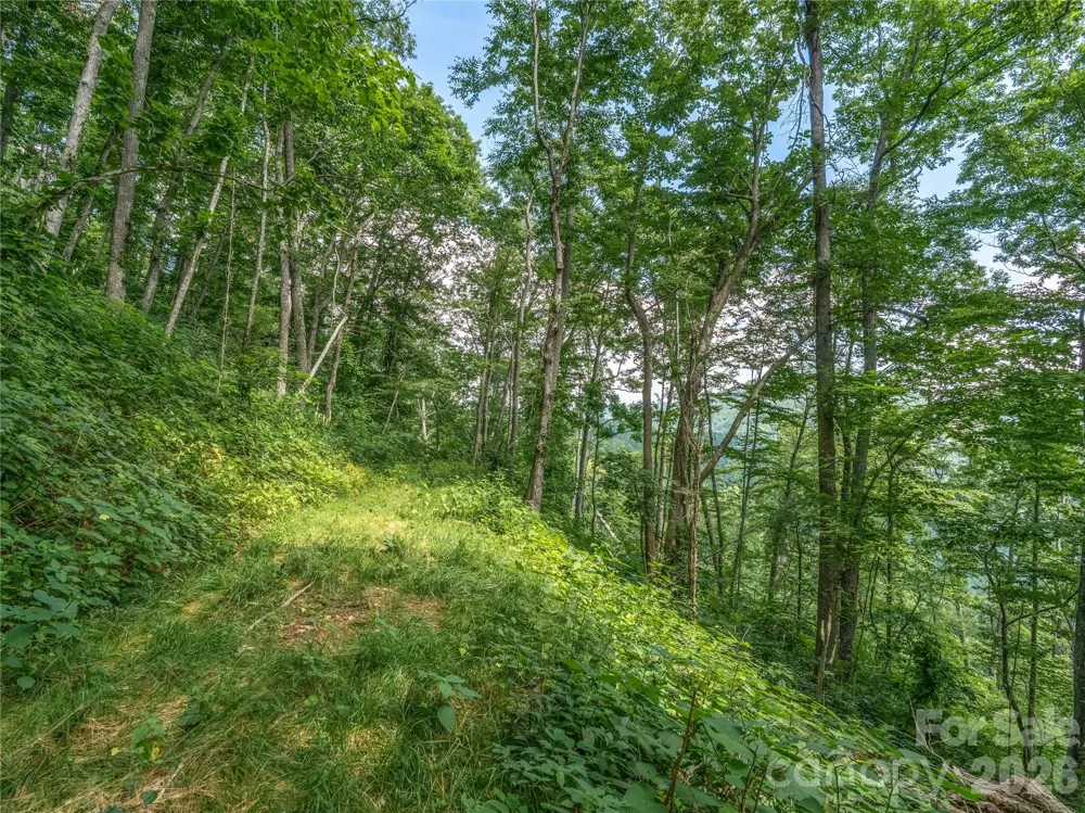 36 Cary Lane Asheville, NC 28804