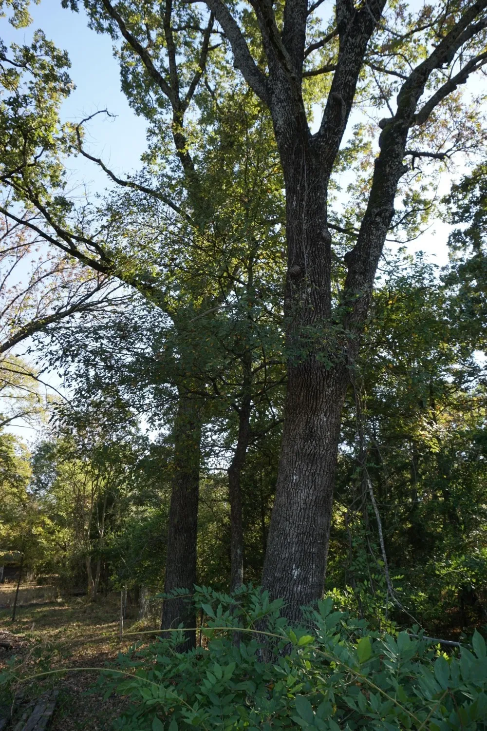 1714 Doc Holiday Log Cabin, TX 75148