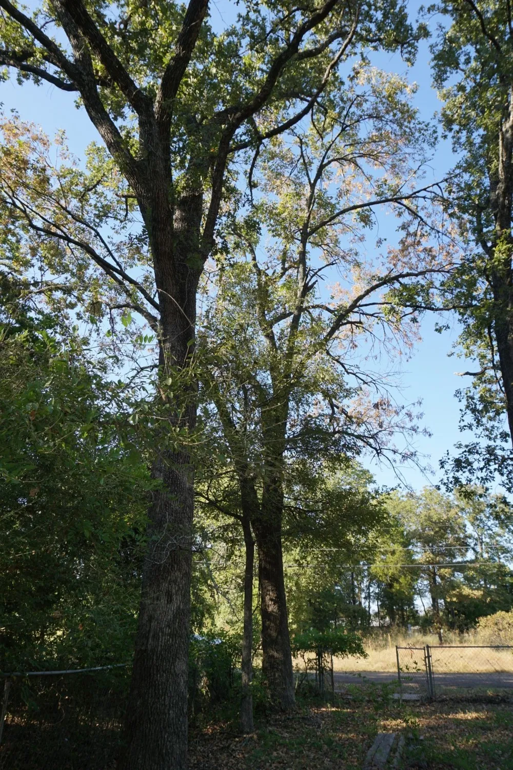 1714 Doc Holiday Log Cabin, TX 75148