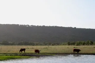 185 Beddo Bluff Court Santo, TX 76472