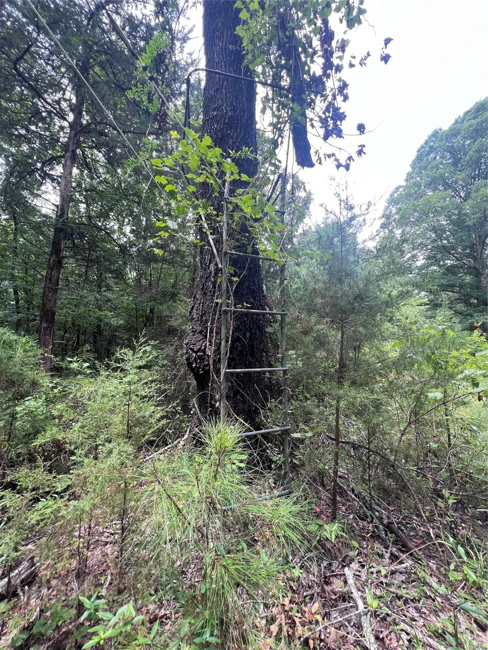 3245 Old Plain Dealing Road Plain Dealing, LA 71064