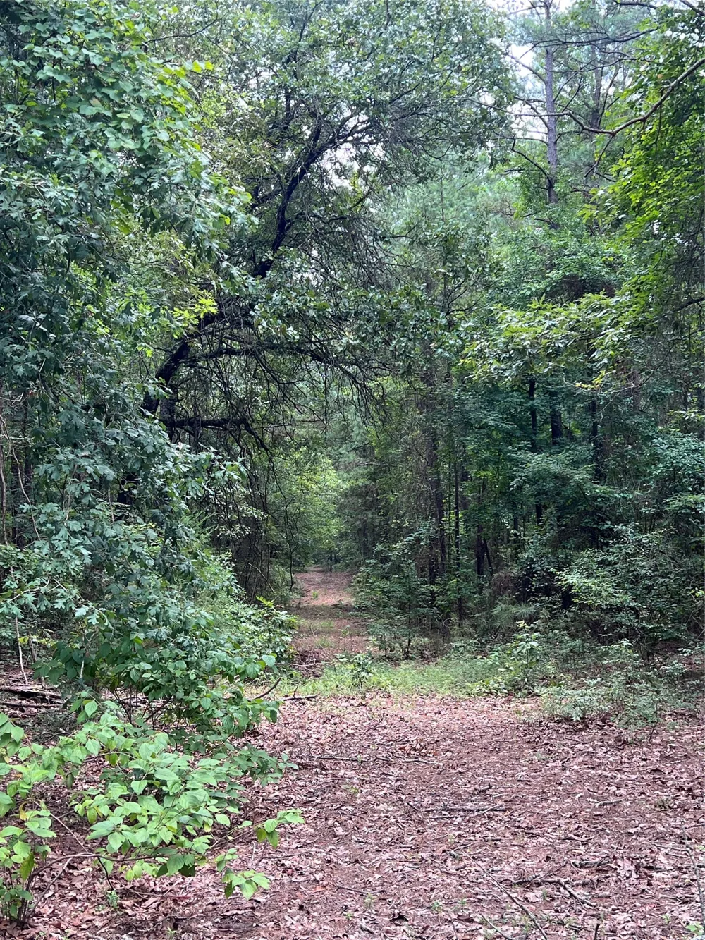 3245 Old Plain Dealing Road Plain Dealing, LA 71064