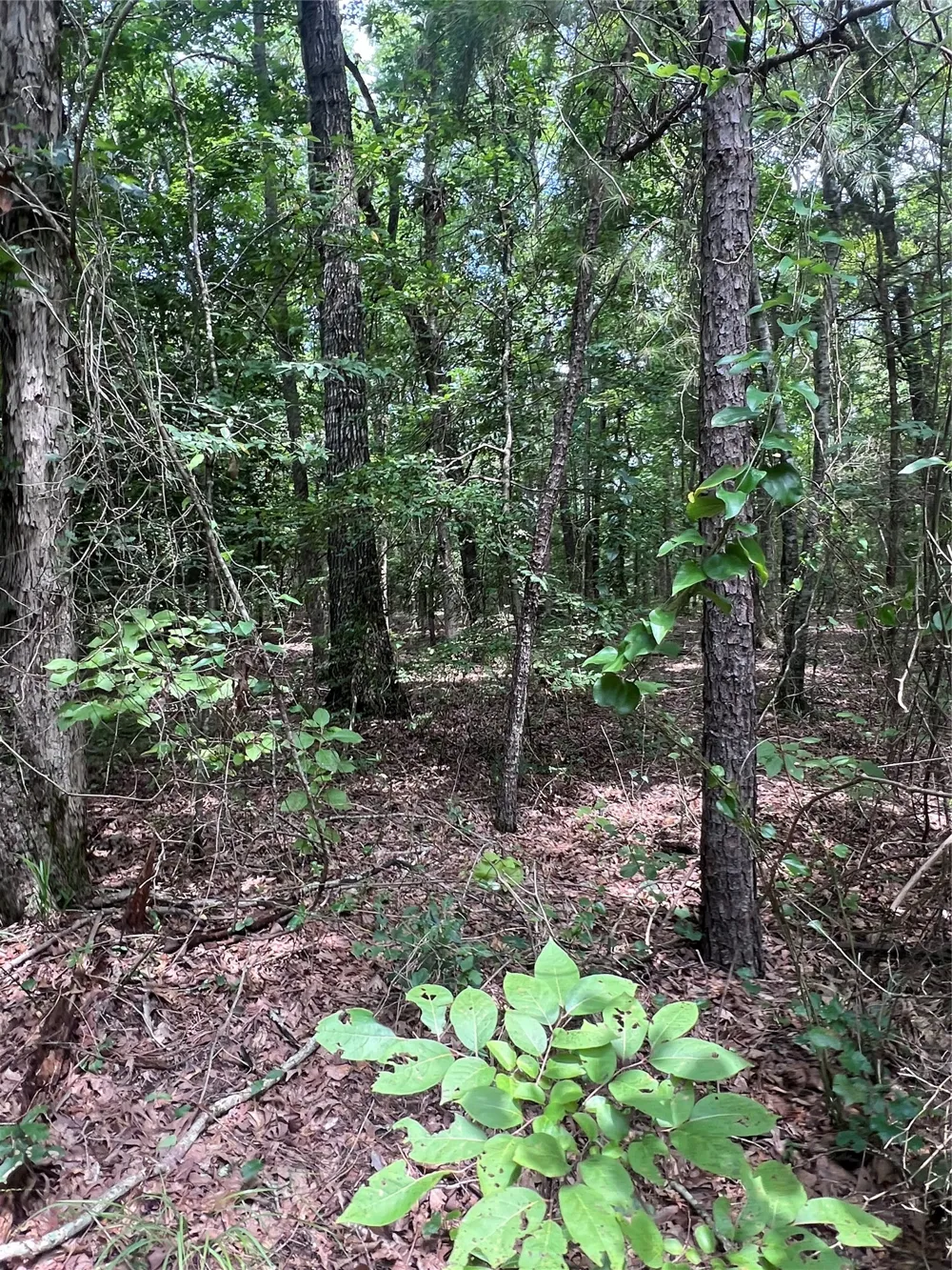 3245 Old Plain Dealing Road Plain Dealing, LA 71064