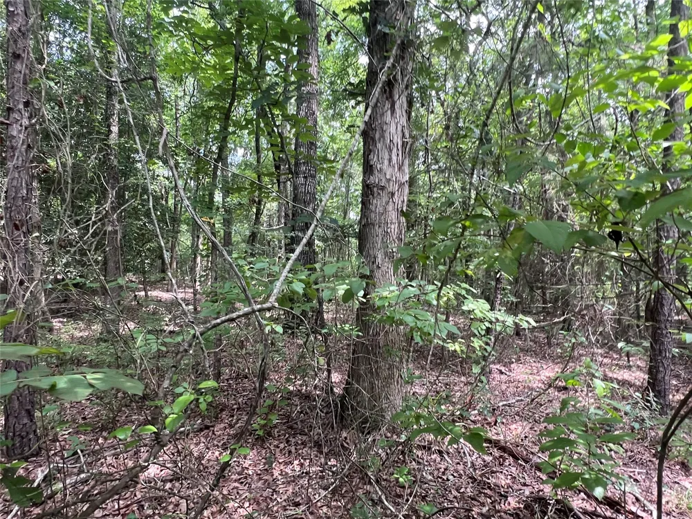 3245 Old Plain Dealing Road Plain Dealing, LA 71064