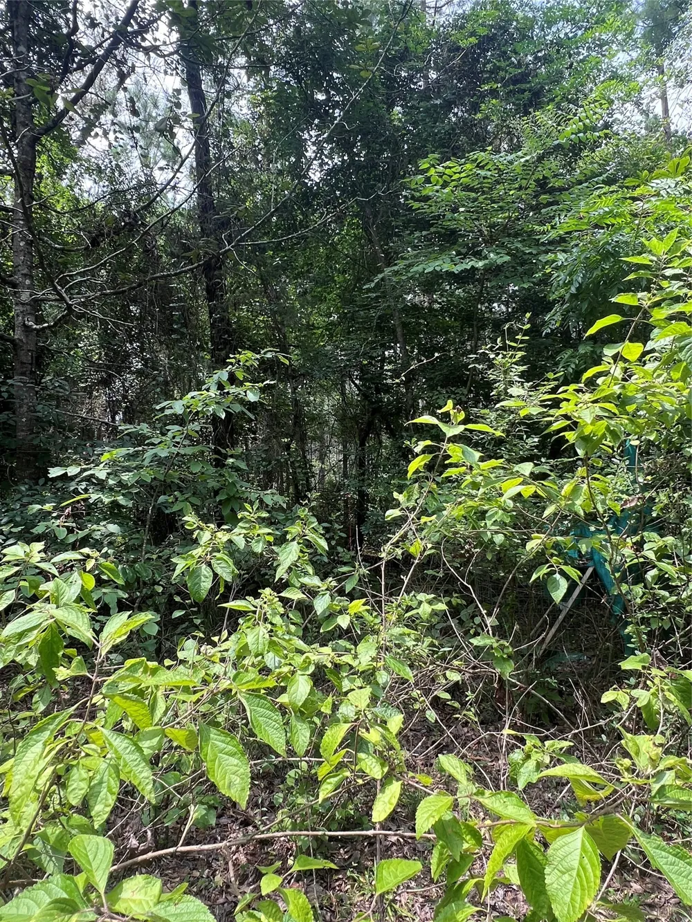 3245 Old Plain Dealing Road Plain Dealing, LA 71064