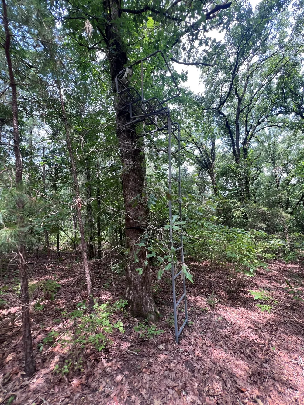 3245 Old Plain Dealing Road Plain Dealing, LA 71064