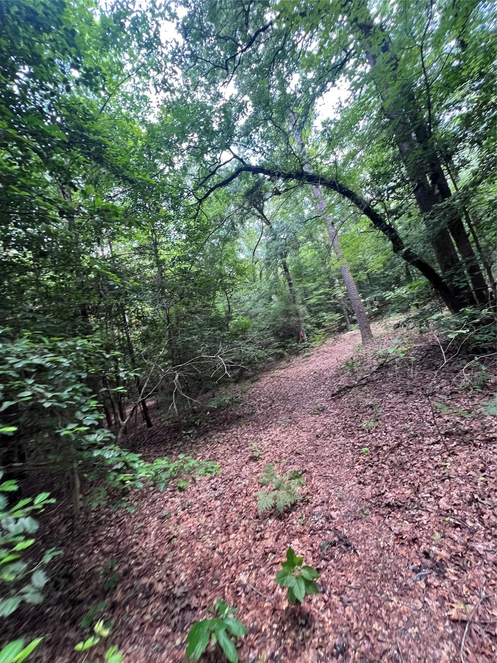 3245 Old Plain Dealing Road Plain Dealing, LA 71064