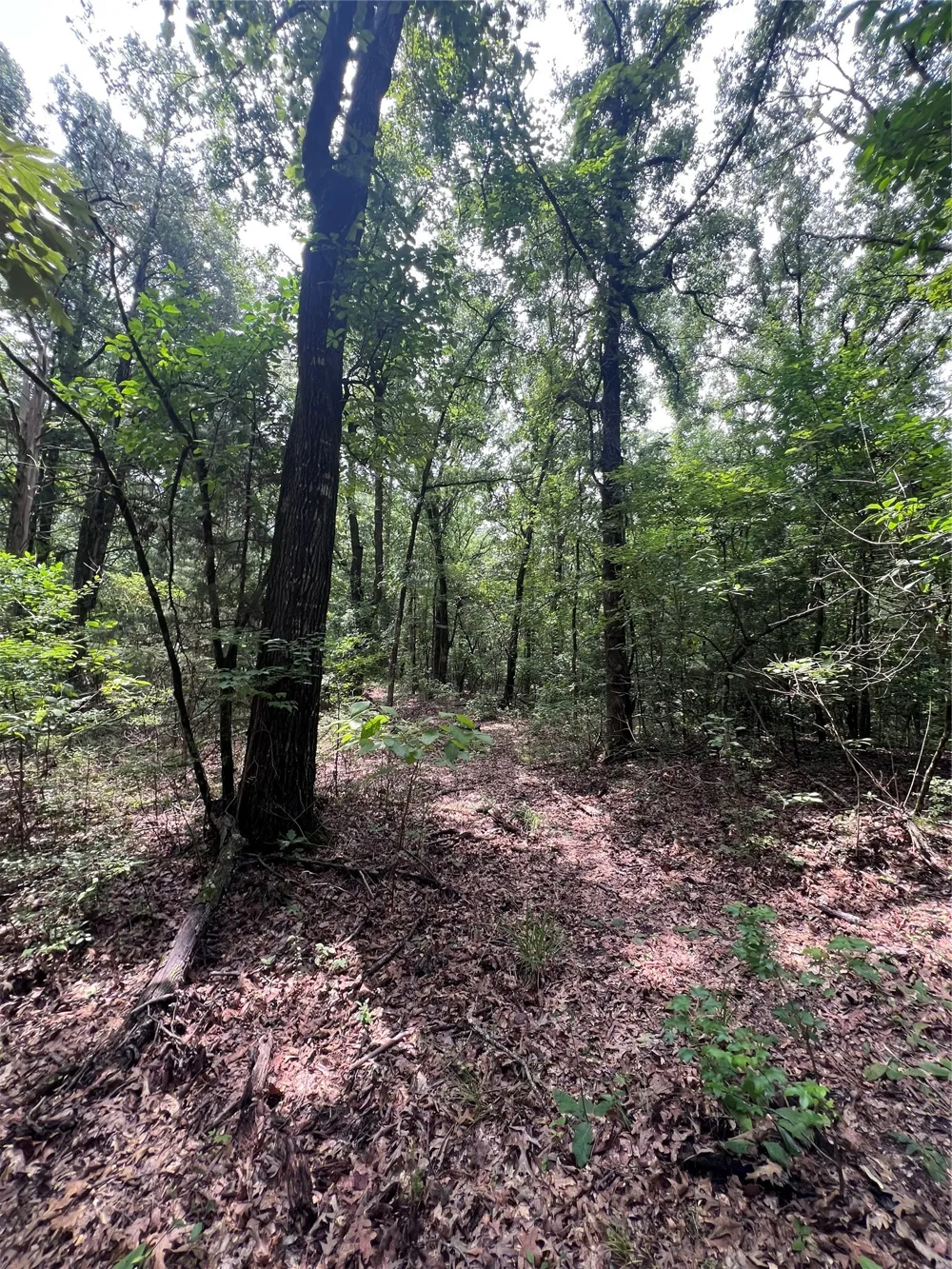 3245 Old Plain Dealing Road Plain Dealing, LA 71064