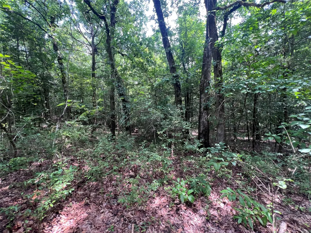 3245 Old Plain Dealing Road Plain Dealing, LA 71064