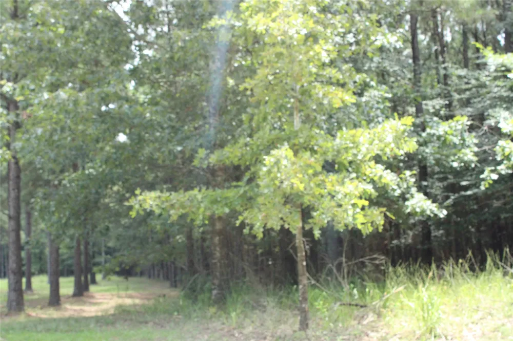 Eagle View Drive Lewisville, AR 71845