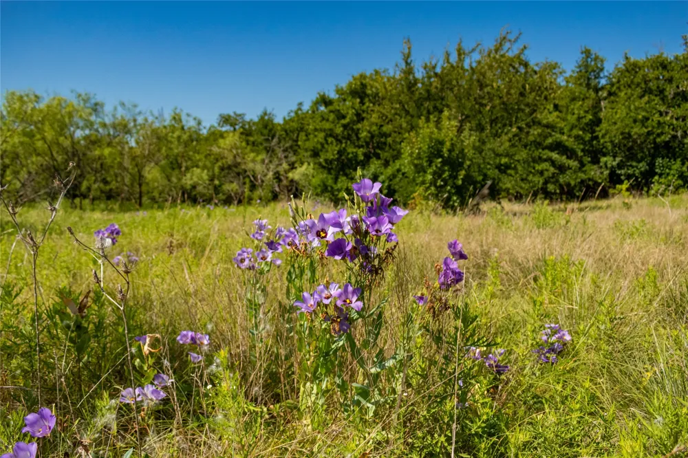 Nash Road Jacksboro, TX 76458