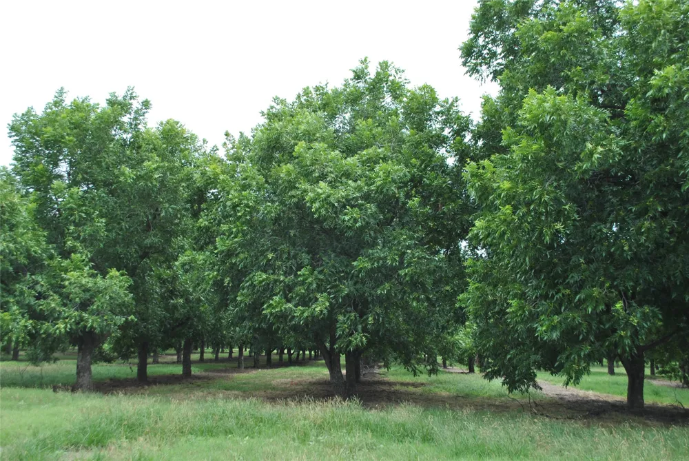 CR 424 Comanche, TX 76442