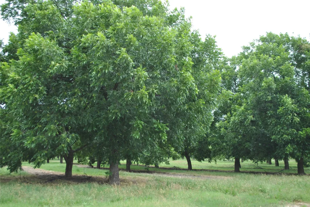 CR 424 Comanche, TX 76442