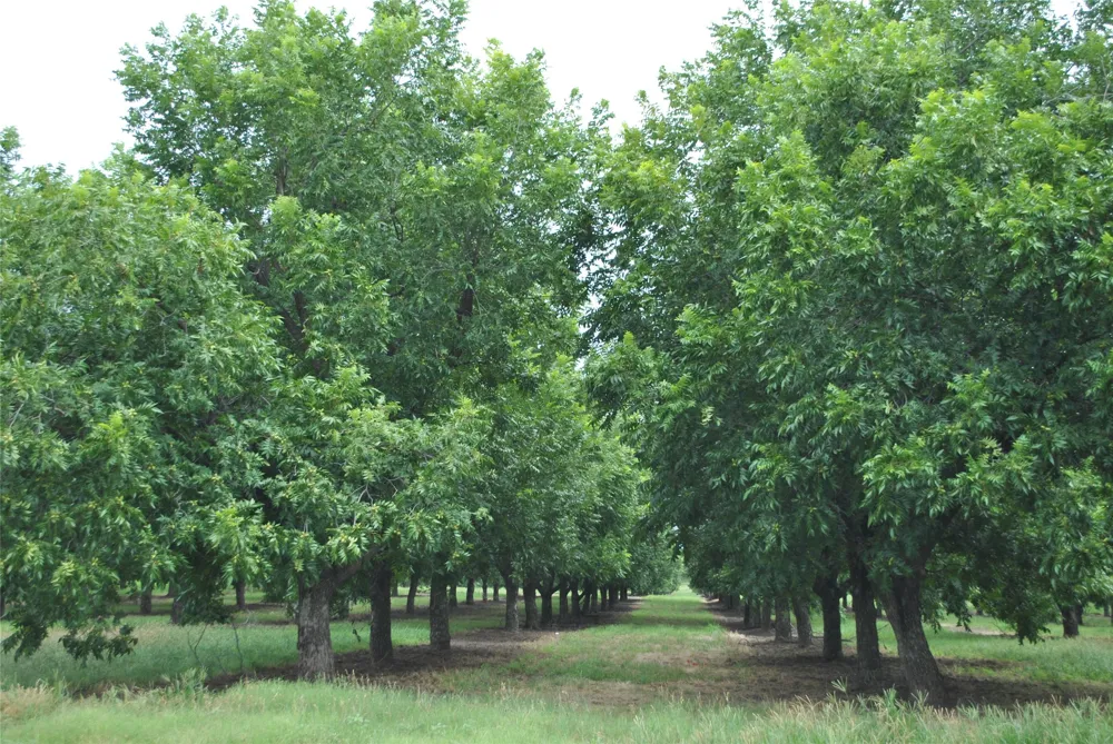 CR 424 Comanche, TX 76442