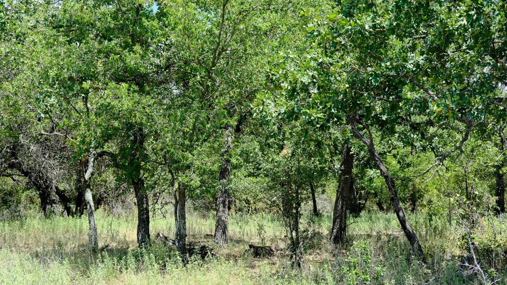 1922 Loving Road Jermyn, TX 76459