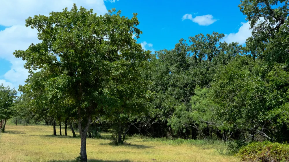 1922 Loving Road Jermyn, TX 76459