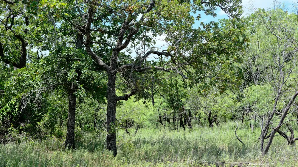 1922 Loving Road Jermyn, TX 76459