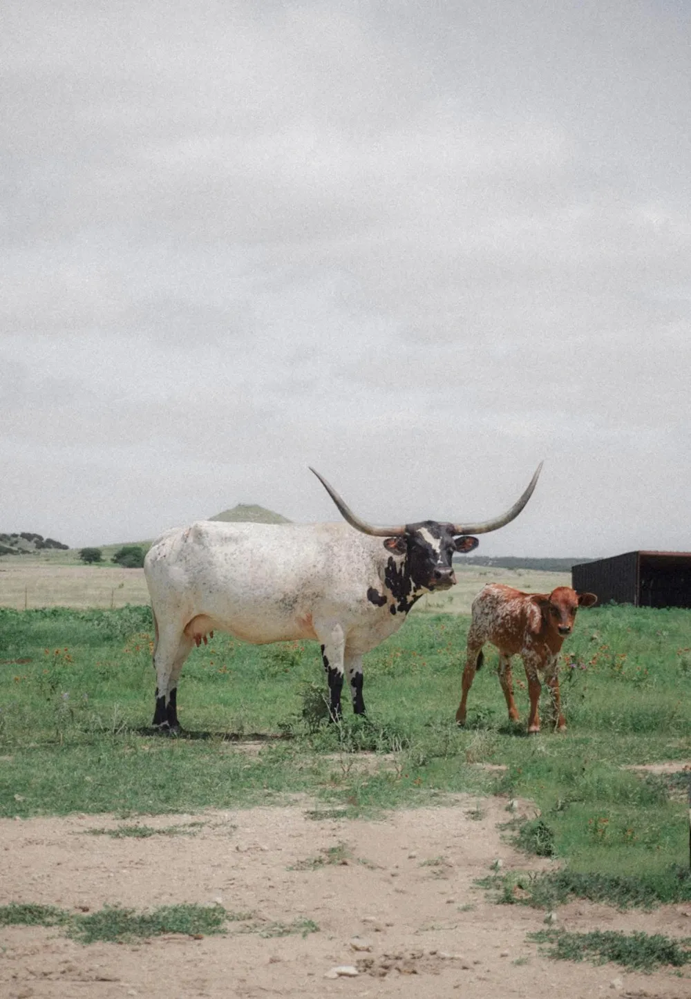 PR 1256 Glen Rose, TX 76043