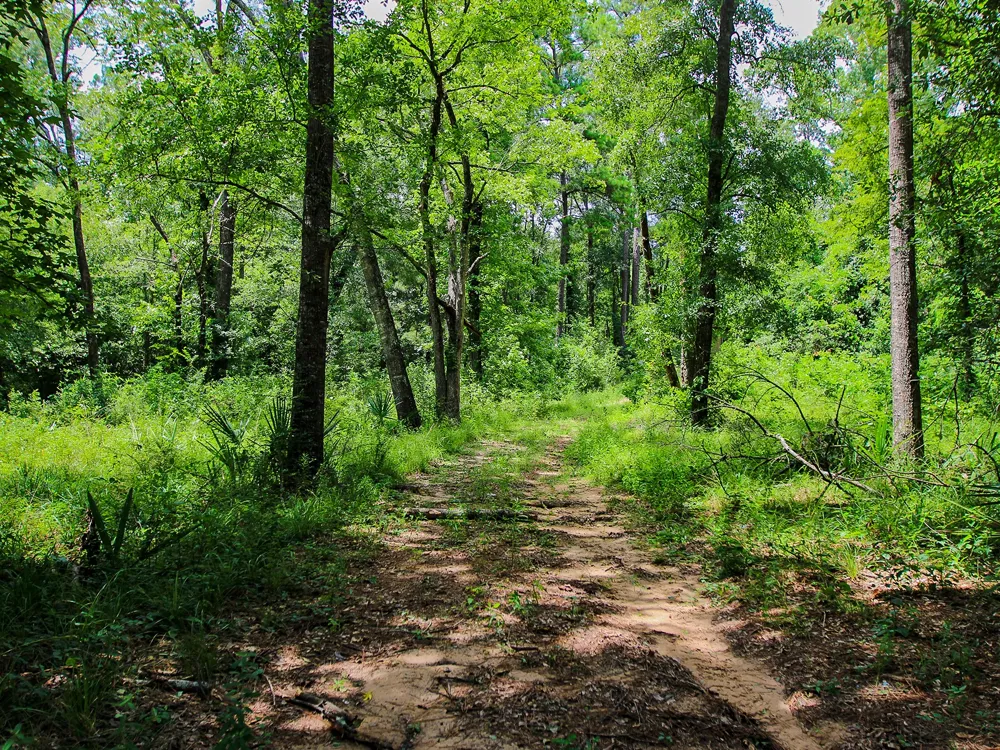 105 Gourd Creek Drive Huntsville, TX 77340