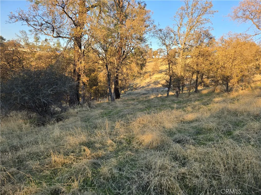 Avacado Road Bangor, CA 95914
