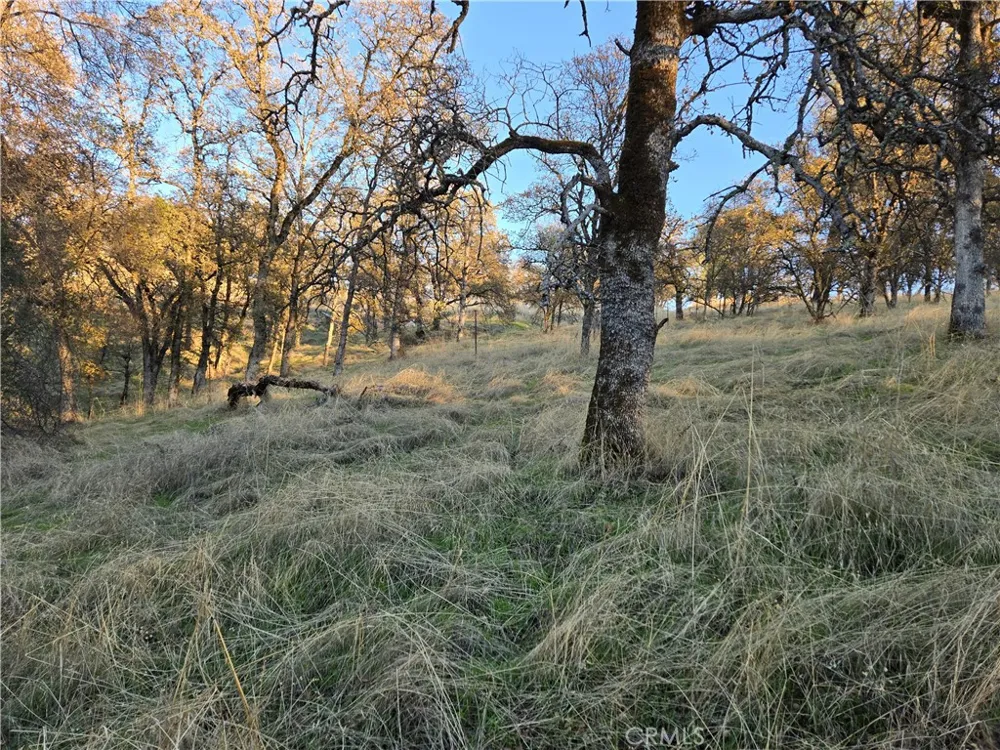 Avacado Road Bangor, CA 95914