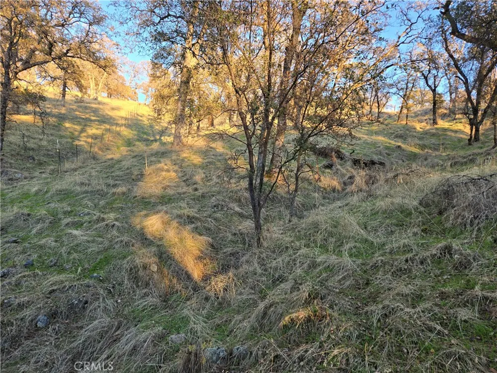Avacado Road Bangor, CA 95914