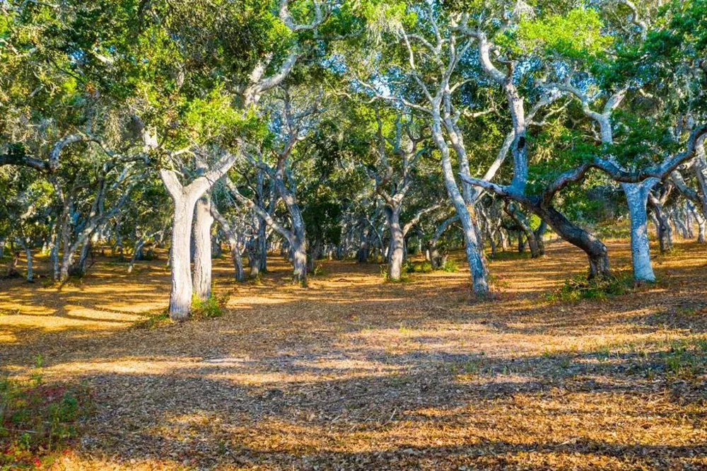 2 Corral Run Carmel, CA 93923