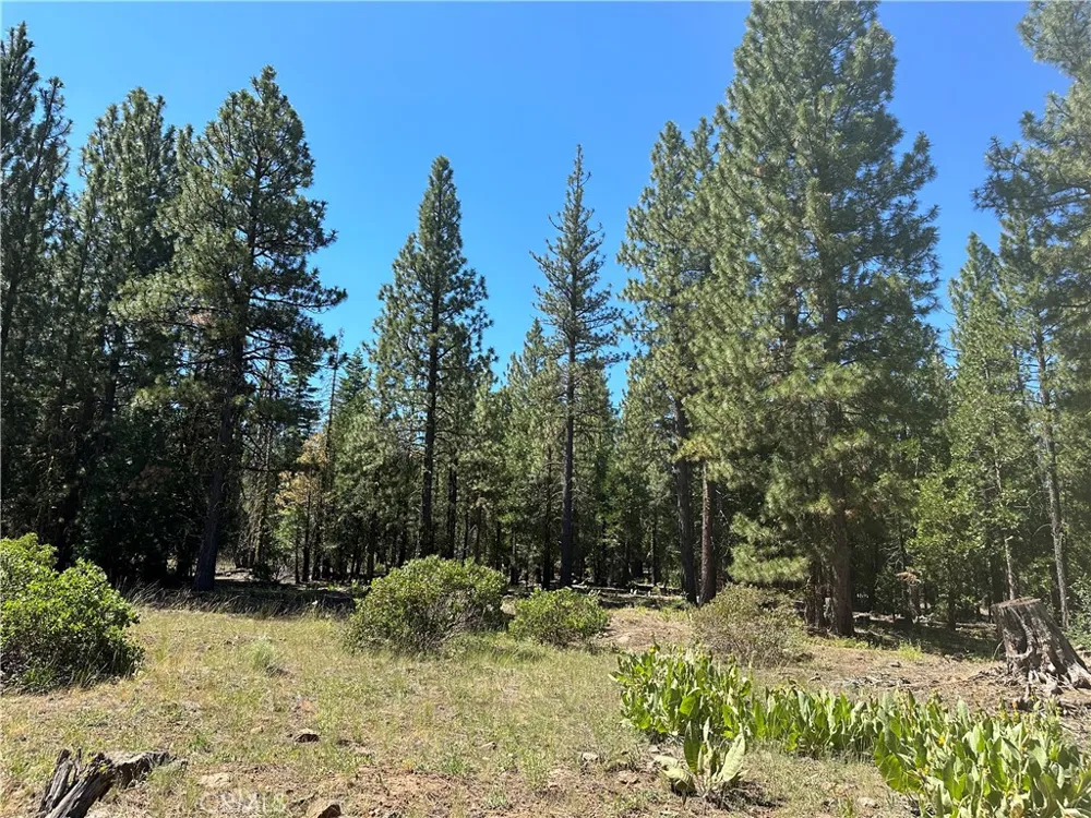 1 Canyon Creek Rd California Pines, CA 96101