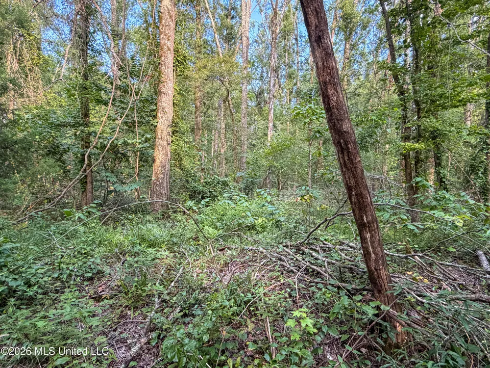 Highway 7 Water Valley, MS 38965