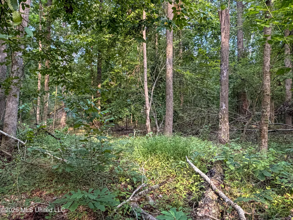 Highway 7 Water Valley, MS 38965