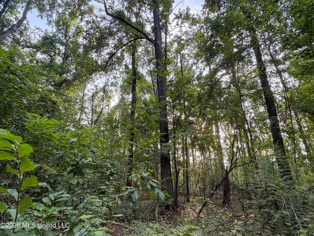 Highway 7 Water Valley, MS 38965