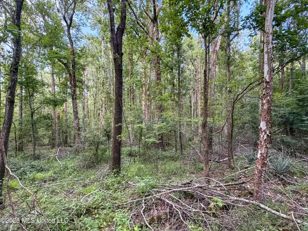 Highway 7 Water Valley, MS 38965