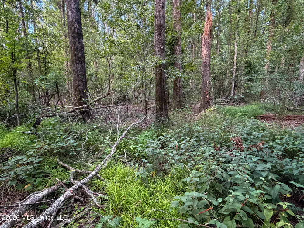 Highway 7 Water Valley, MS 38965