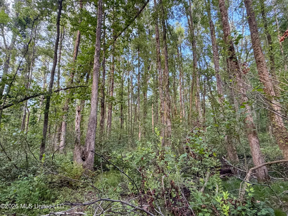 Highway 7 Water Valley, MS 38965