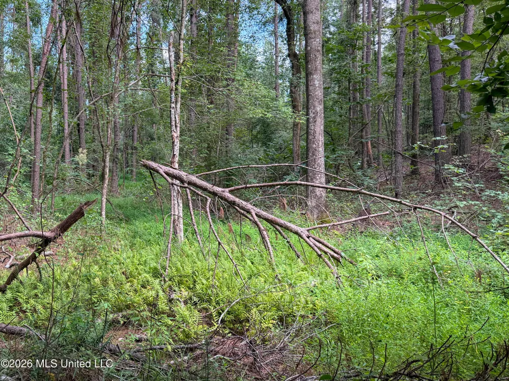 Highway 7 Water Valley, MS 38965