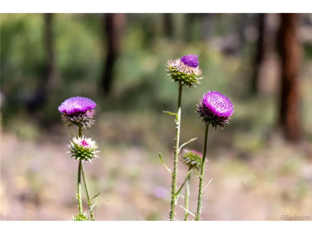 14850 Quandary Peak Road Pine, CO 80470