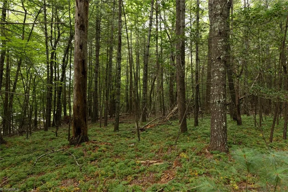 TBD Mcintosh Drive Lowgap, NC 27024