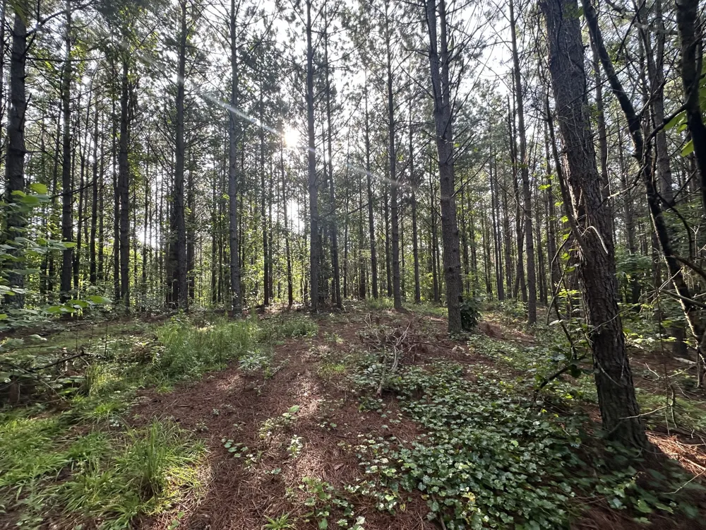 153 Beach Rd Hohenwald, TN 38462