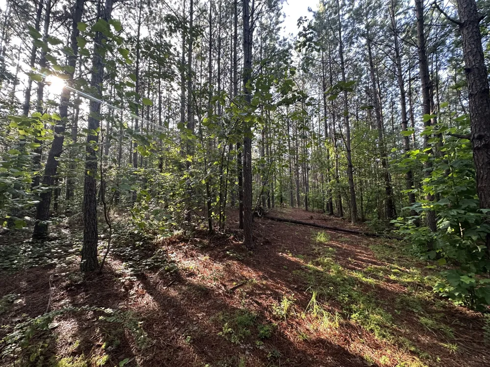 153 Beach Rd Hohenwald, TN 38462