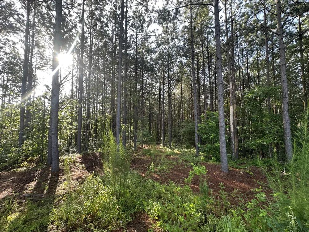 153 Beach Rd Hohenwald, TN 38462