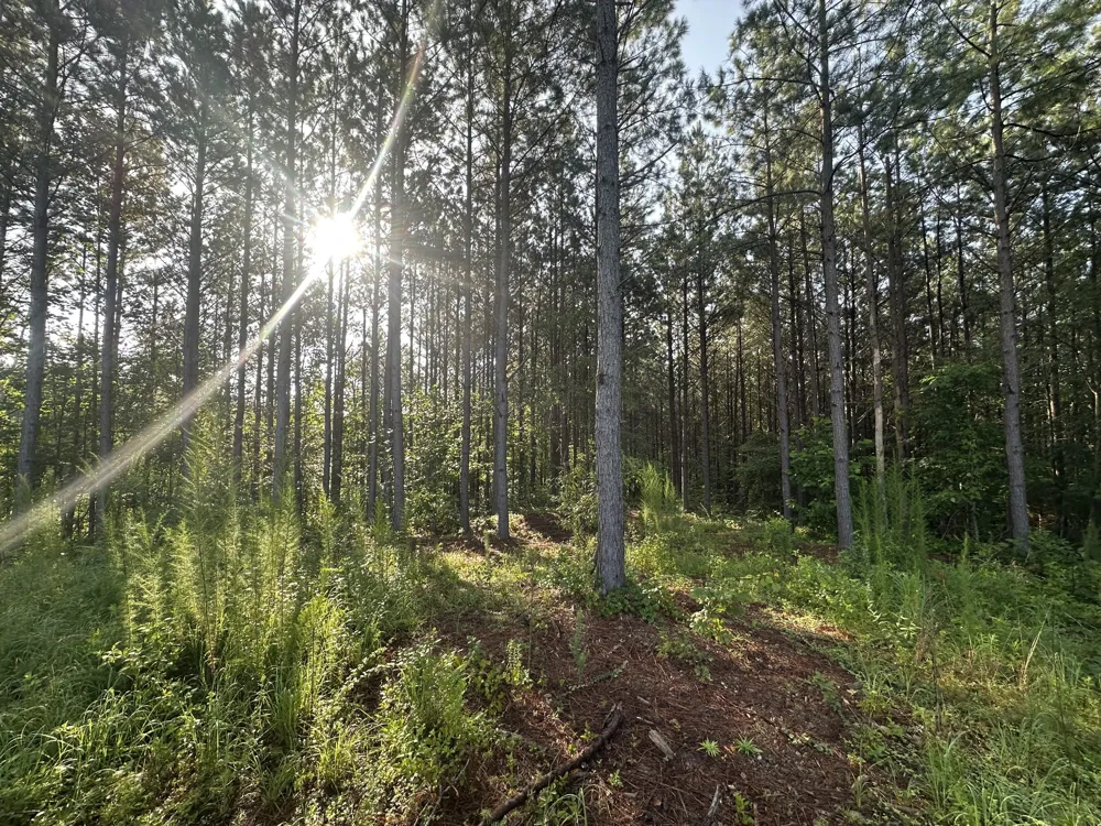 153 Beach Rd Hohenwald, TN 38462