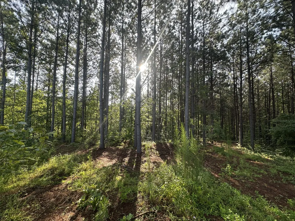 153 Beach Rd Hohenwald, TN 38462