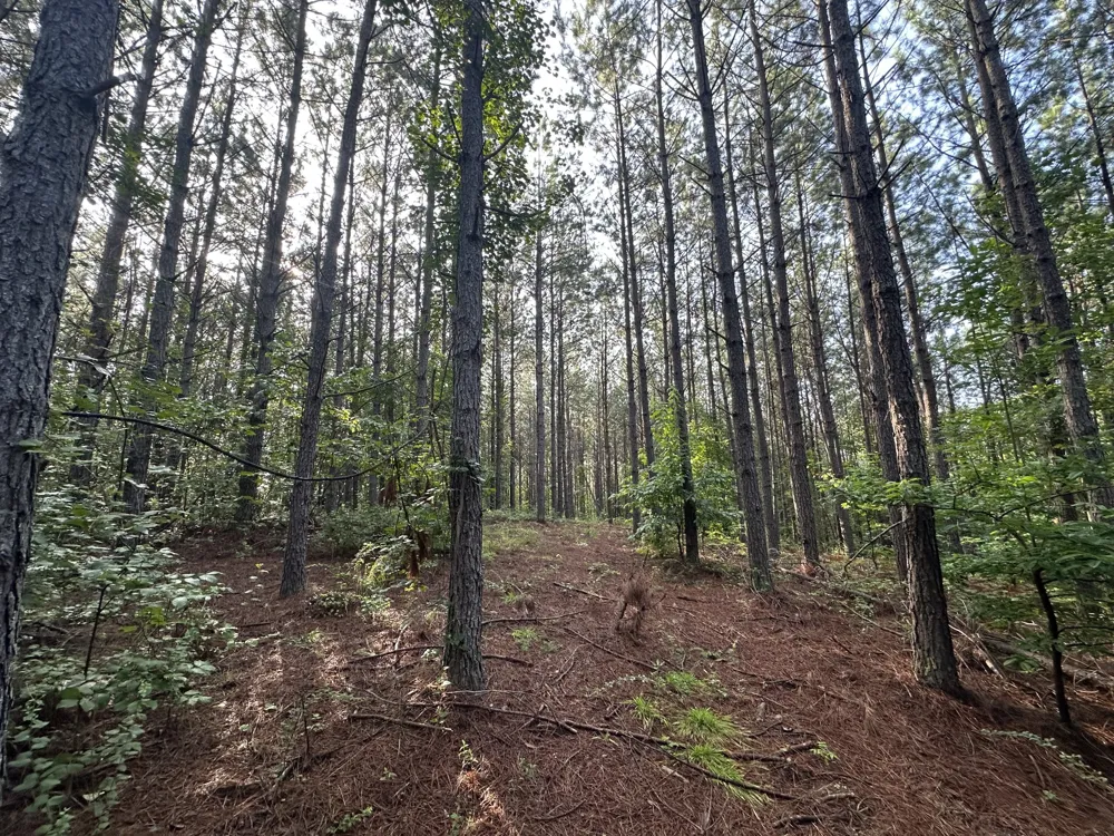 153 Beach Rd Hohenwald, TN 38462