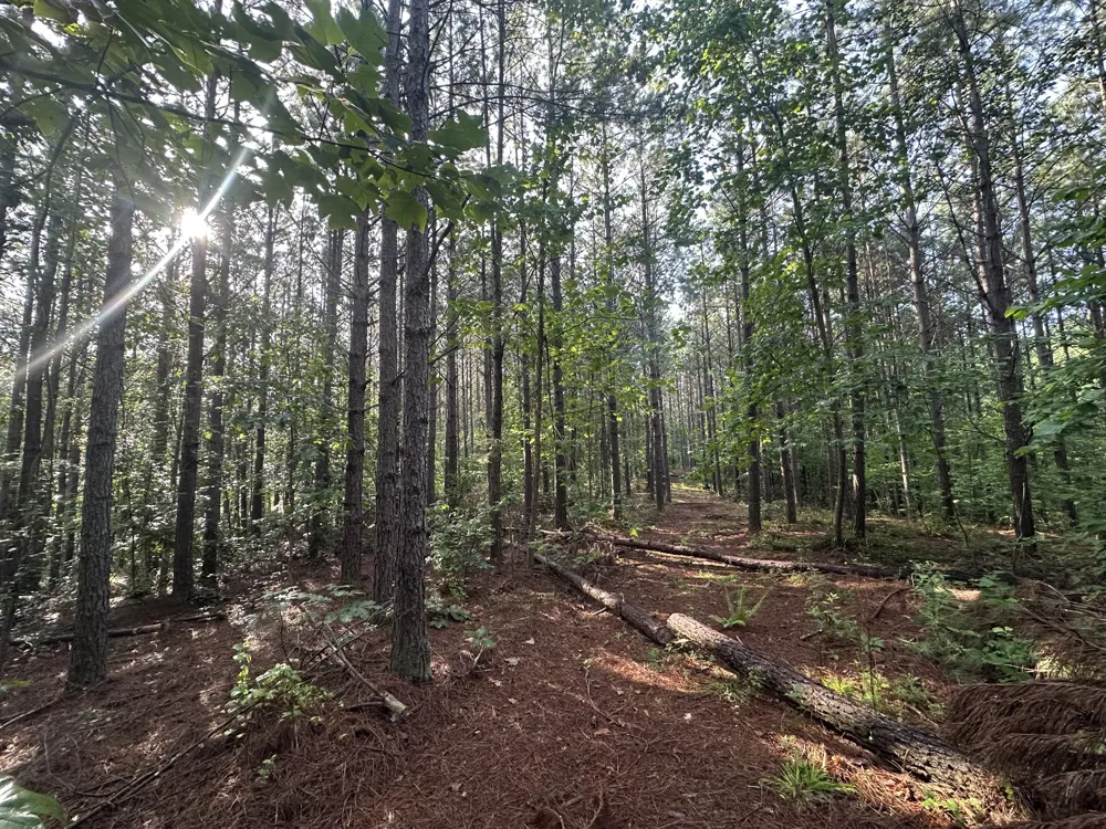 153 Beach Rd Hohenwald, TN 38462