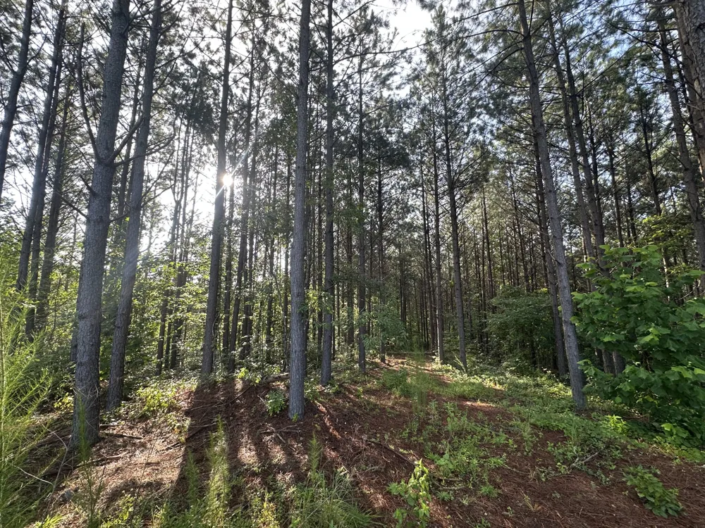 153 Beach Rd Hohenwald, TN 38462