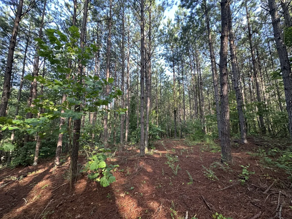 153 Beach Rd Hohenwald, TN 38462