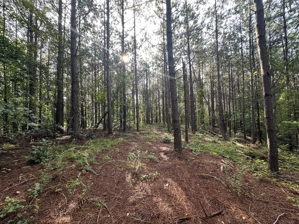 153 Beach Rd Hohenwald, TN 38462