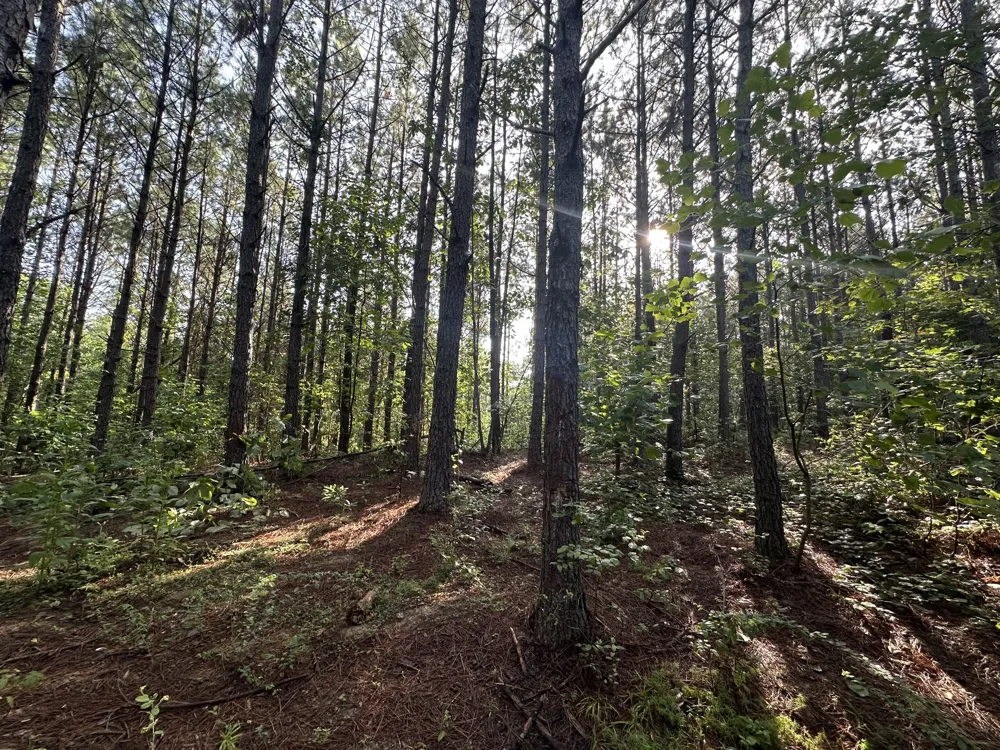 153 Beach Rd Hohenwald, TN 38462