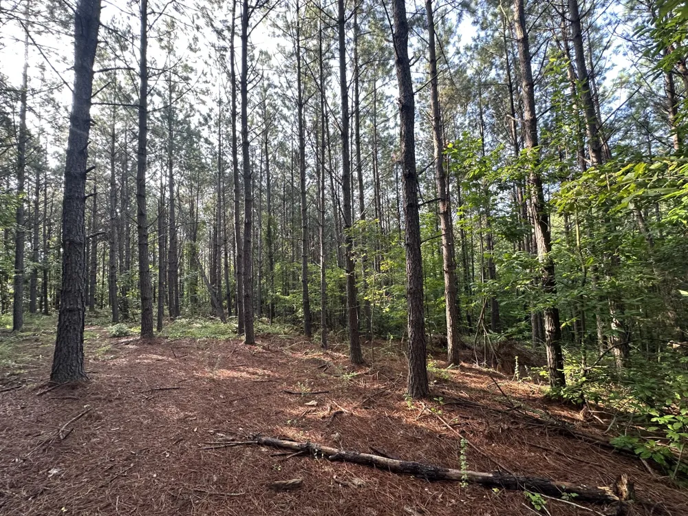 153 Beach Rd Hohenwald, TN 38462