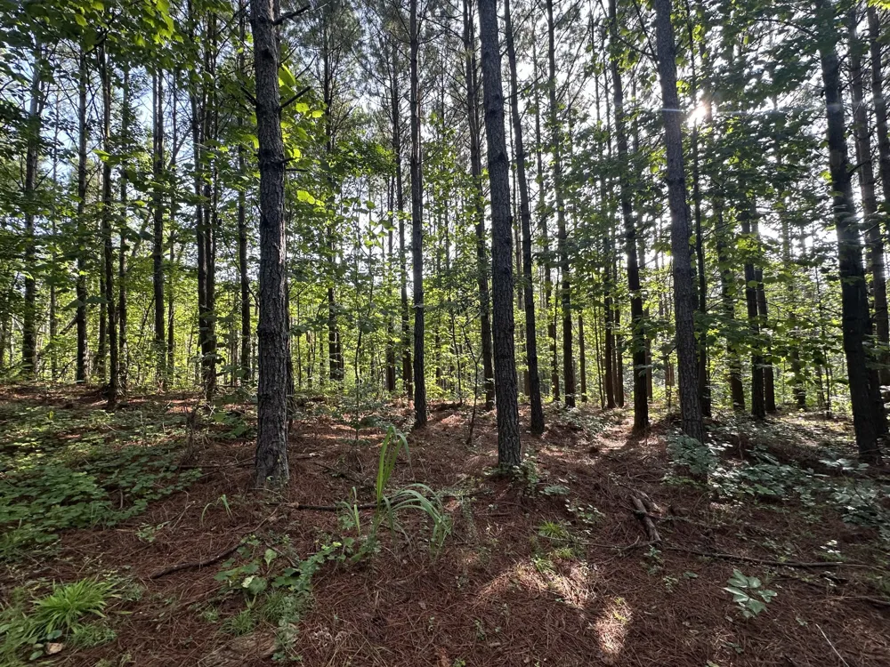 153 Beach Rd Hohenwald, TN 38462